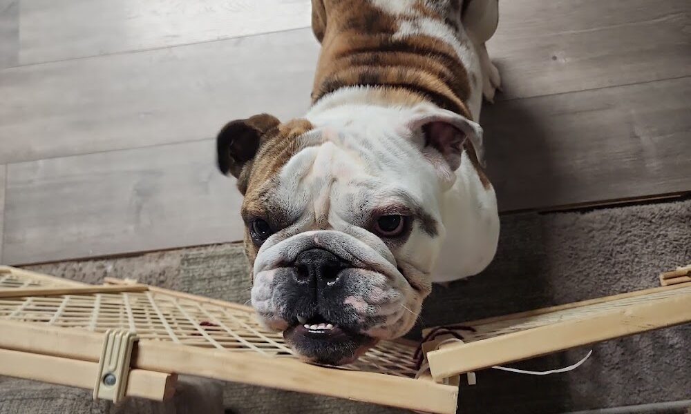 Alpine Glenn Veterinary Clinic