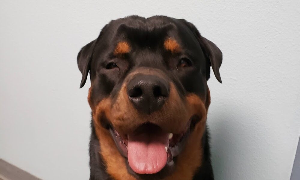 Barnes Veterinary Services