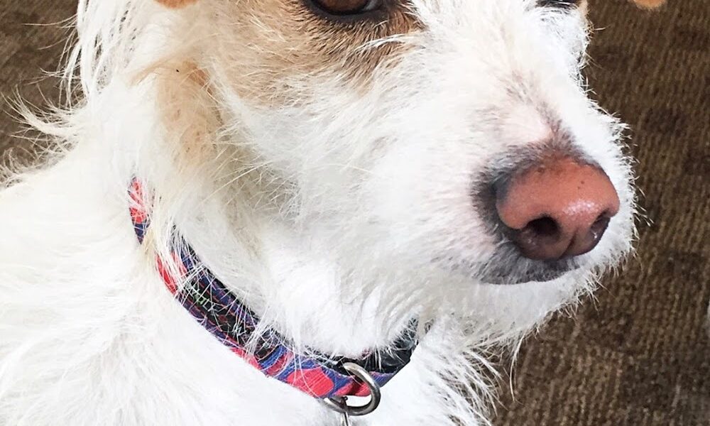 Boulder Veterinary Hospital