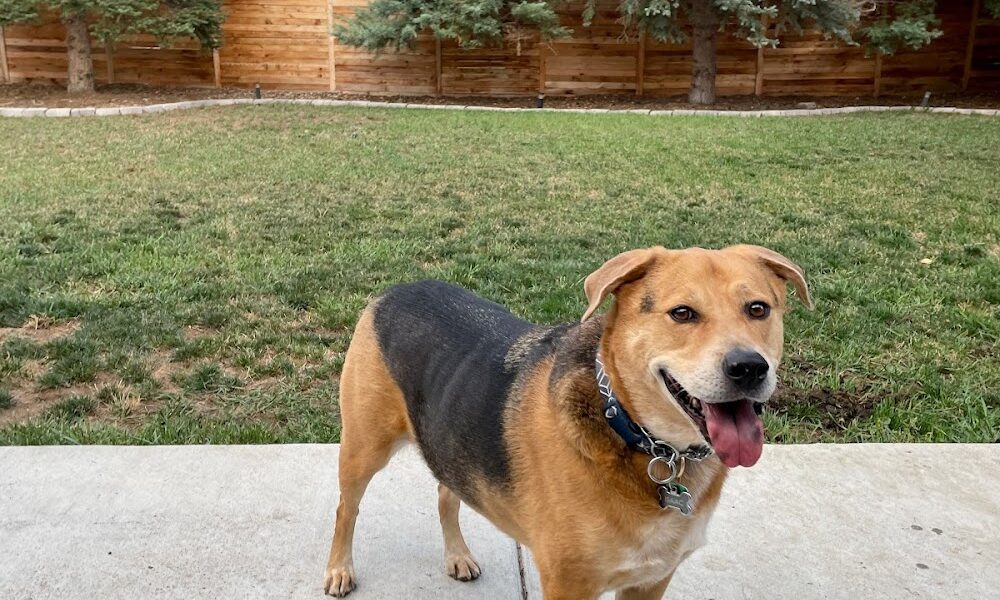 Chatfield Veterinary Hospital