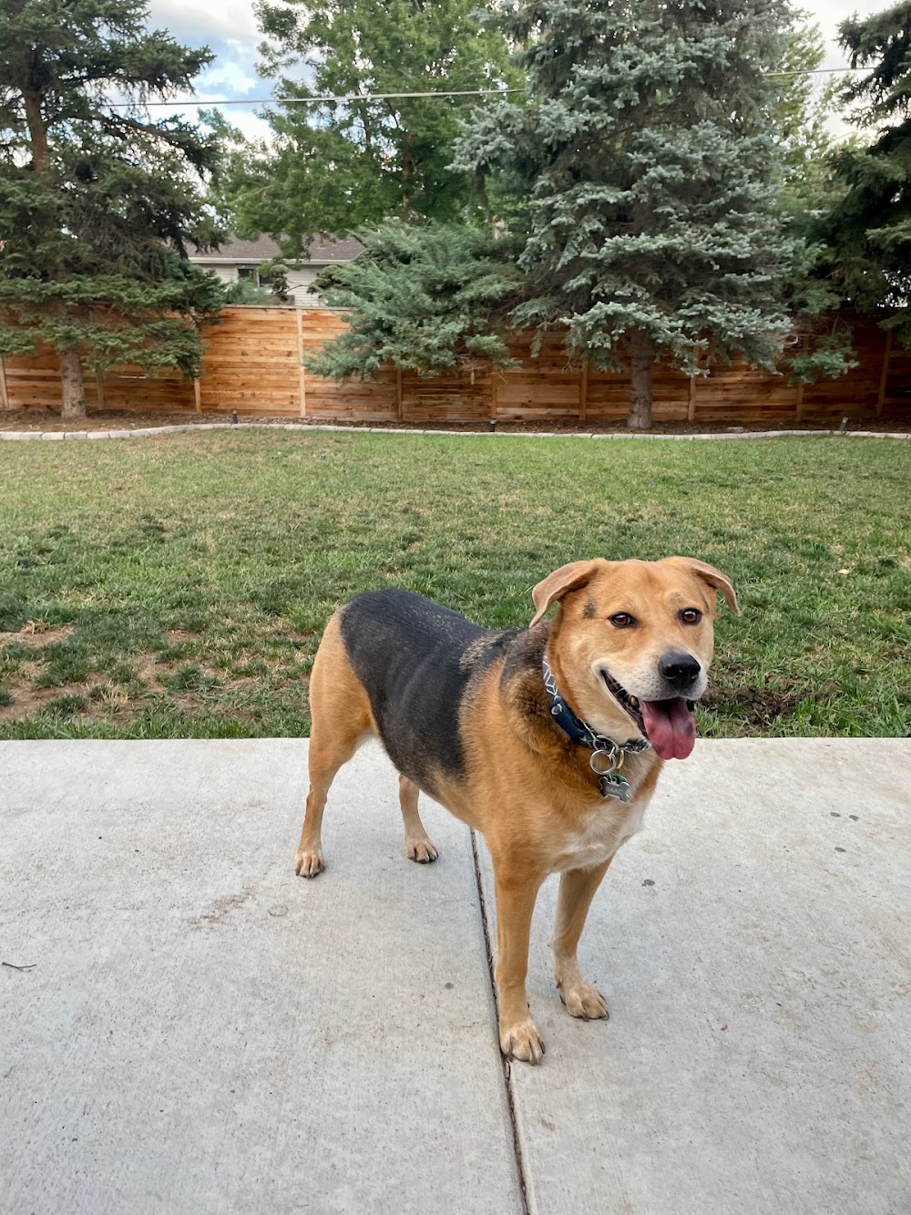 Chatfield Veterinary Hospital