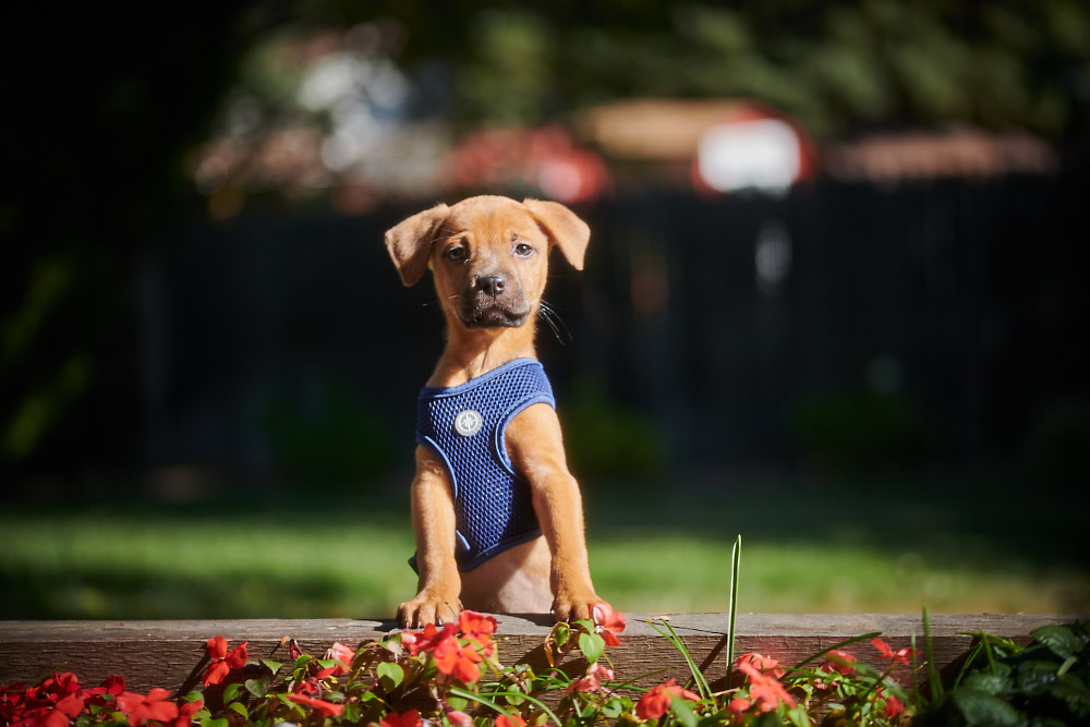 GoldenView Veterinary Hospital