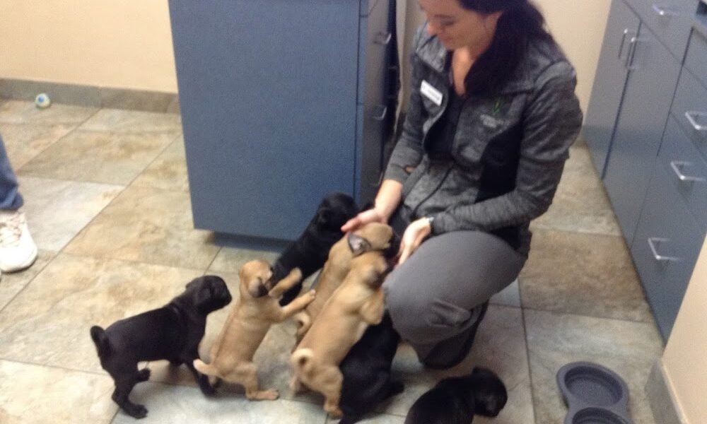 Goldsmith Veterinary Clinic