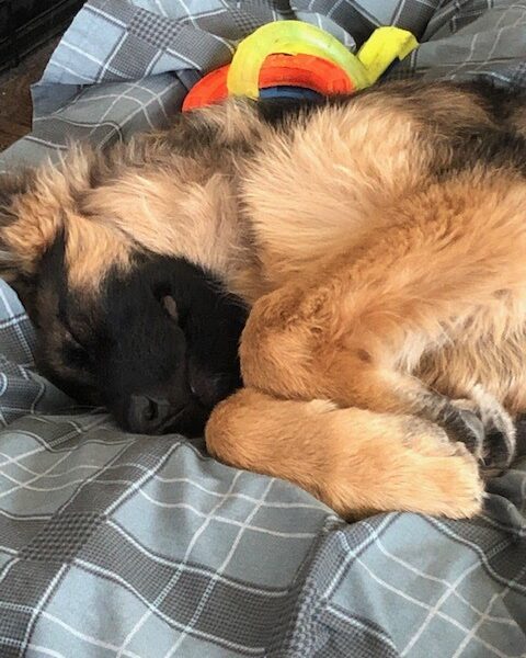 Green Mountain Animal Hospital