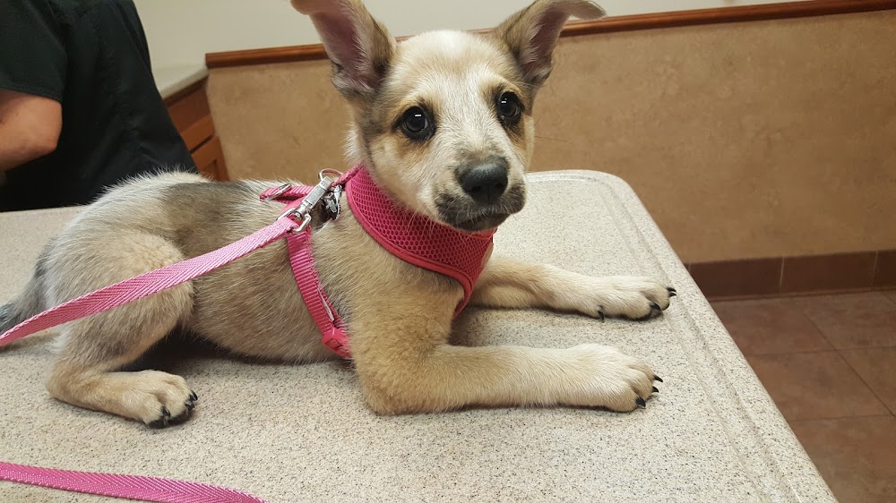 Gunbarrel Veterinary Hospital