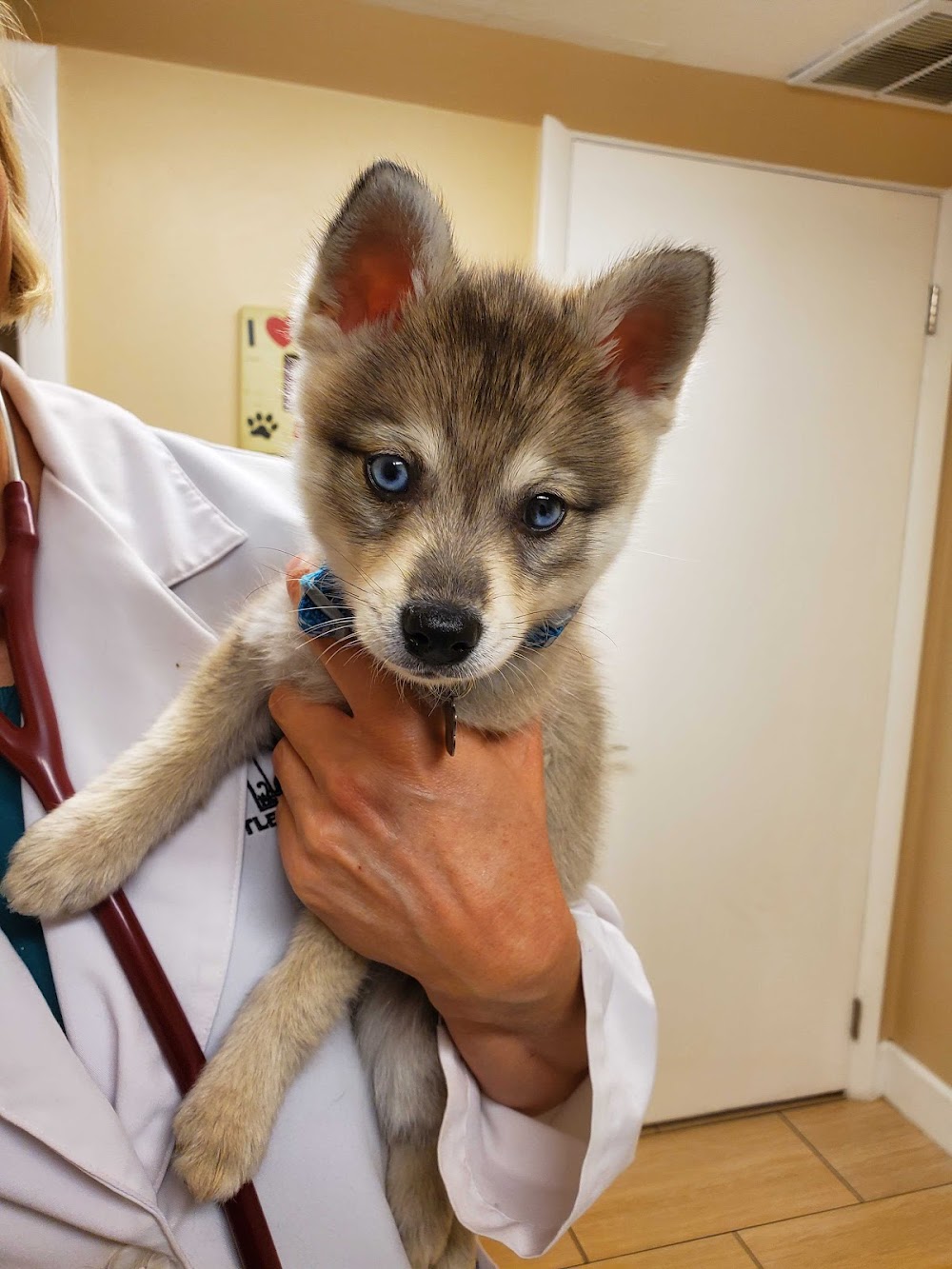 Littleton Veterinary Clinic