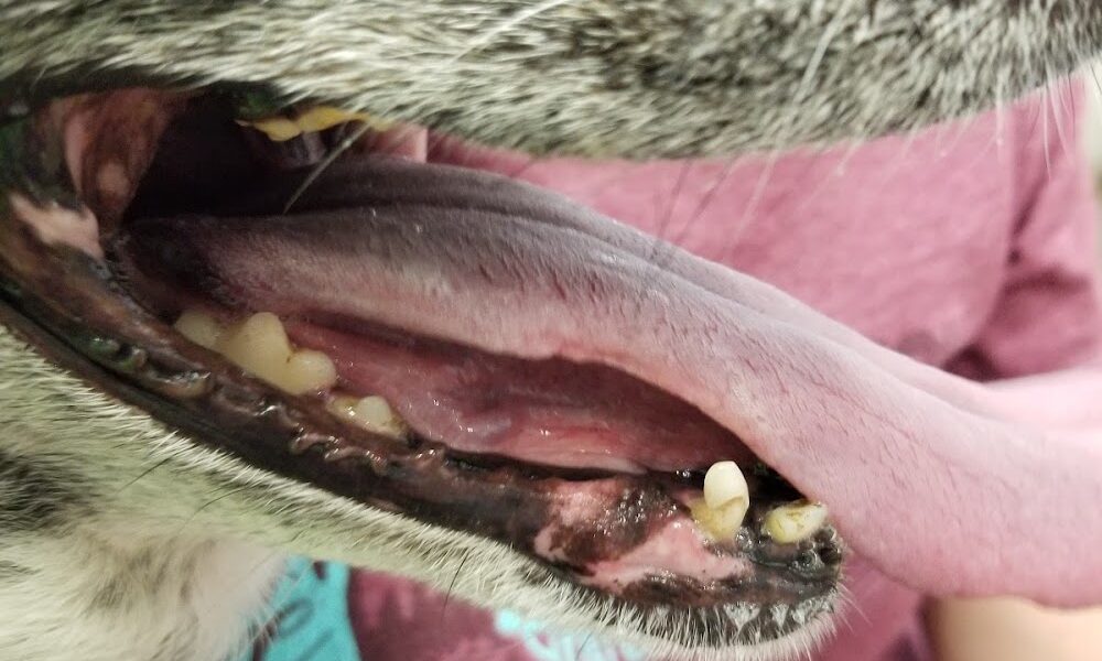 Lone Tree Veterinary Medical Center