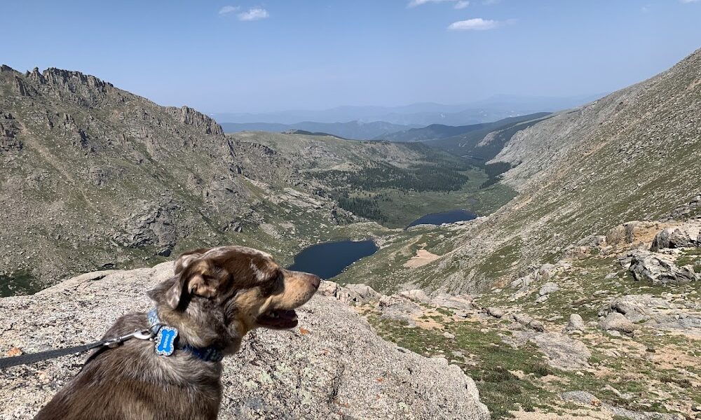 Mobile Small Animal Clinic