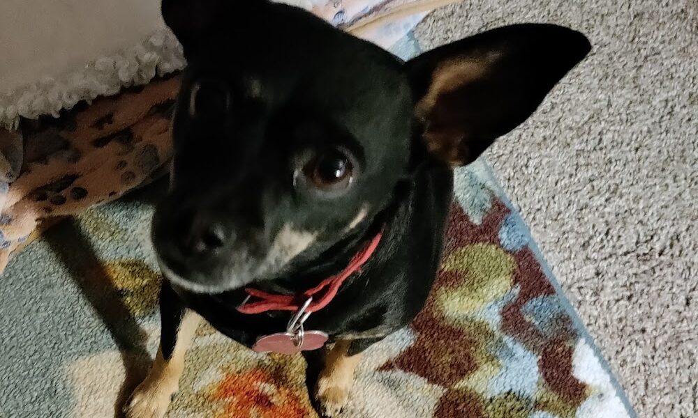 Montclair Animal Clinic