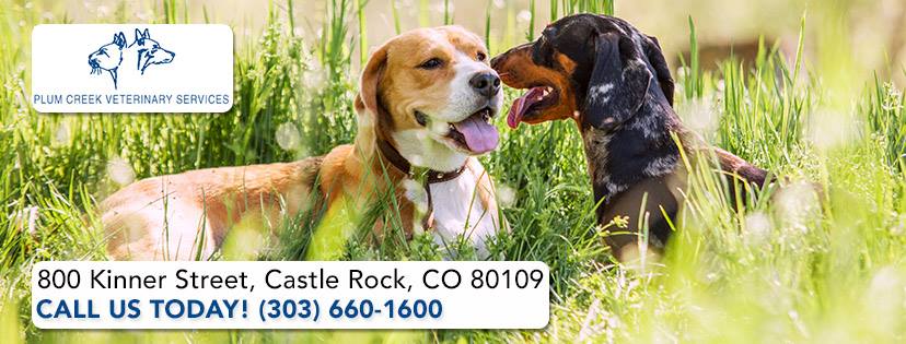 Plum Creek Veterinary Services