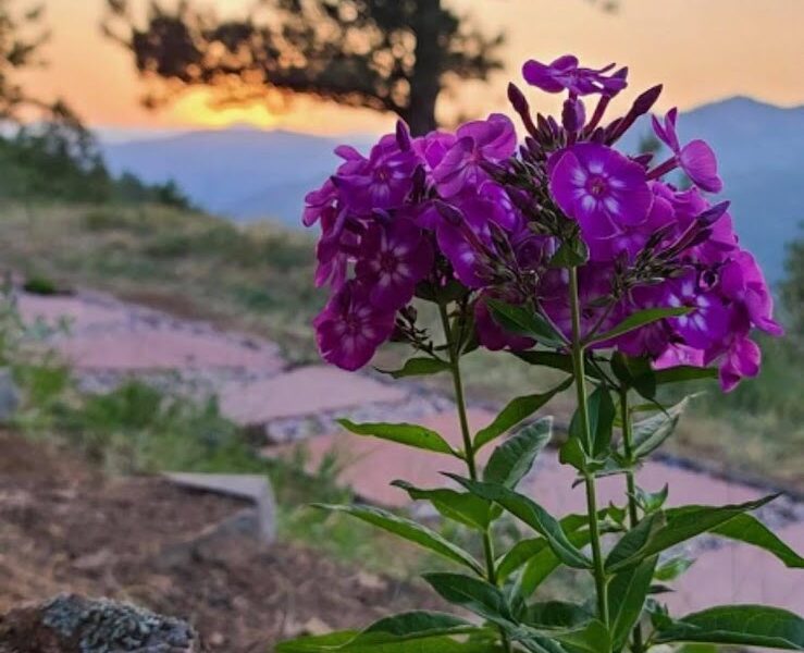 The Magic Beans Landscaping and Snow Removal Maintenance LLC