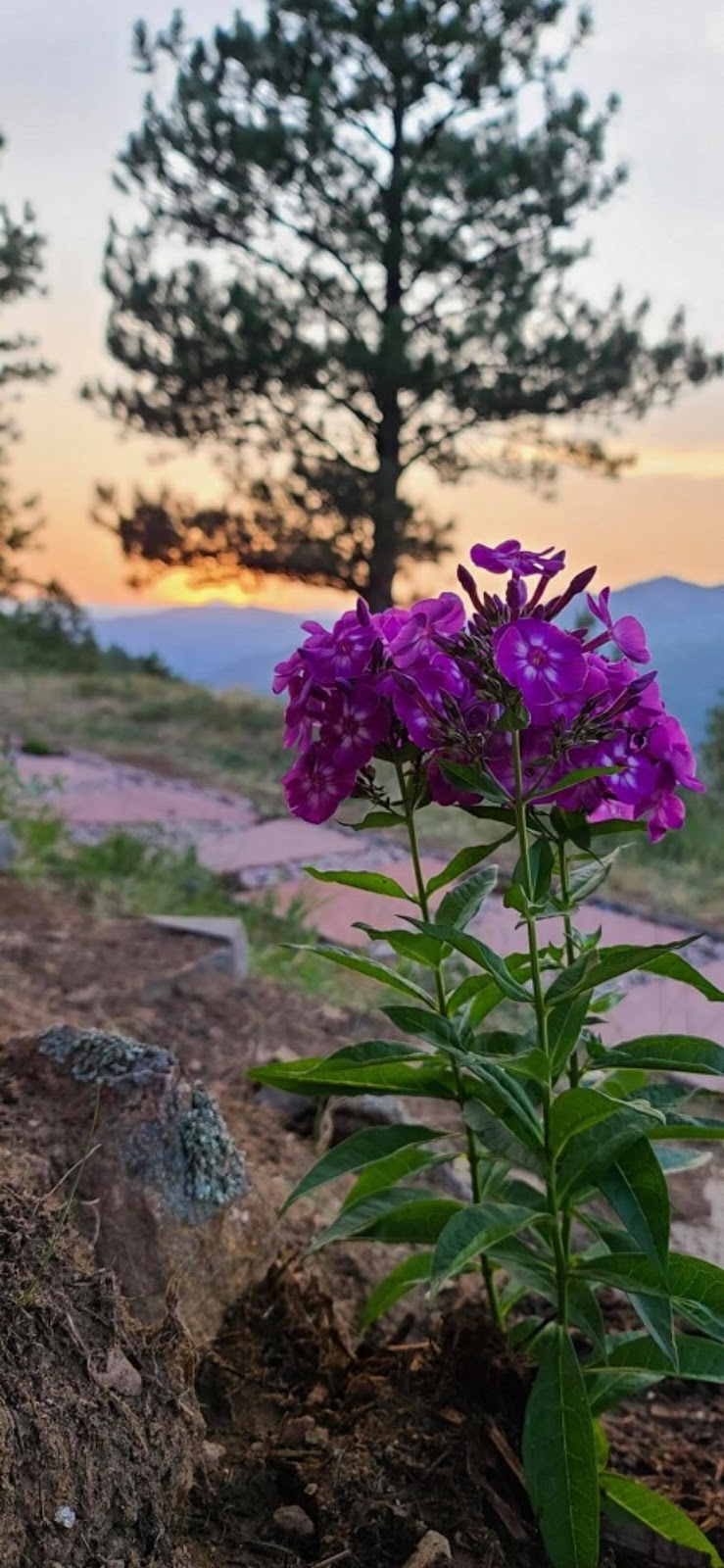 The Magic Beans Landscaping and Snow Removal Maintenance LLC