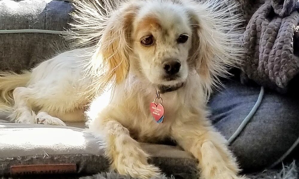 The Vets Animal Hospital