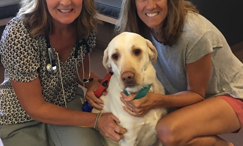 West Denver Veterinary Hospital & Wellness